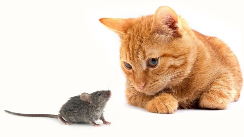 Смирнова Ирина. Кошка и мышка